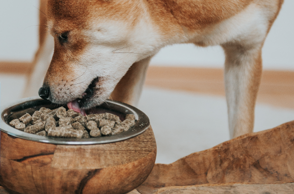 Οφέλη Τροφών Ψυχρής Έκθλιψης για Σκύλους
